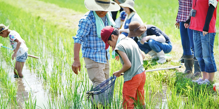 田んぼの生きもの観察会2017置賜の画像