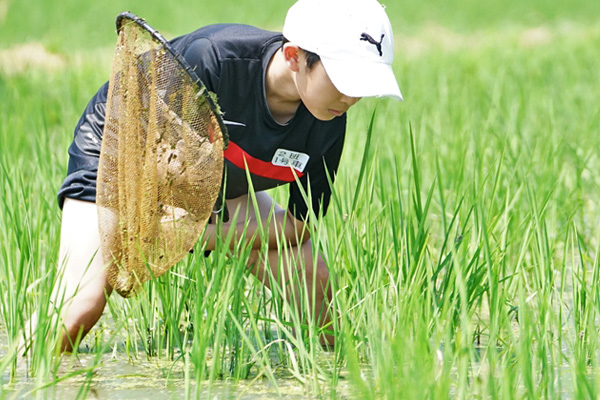 裾をたくし上げ水田に入り苗の隙間を覗き込む少年の画像