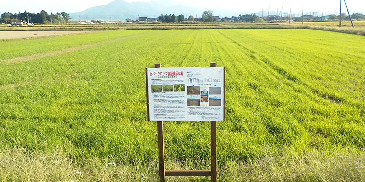 鶴岡市カバークロップの画像
