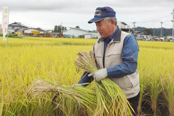 つや姫の稲刈りの画像