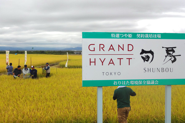 つや姫の稲刈りの画像