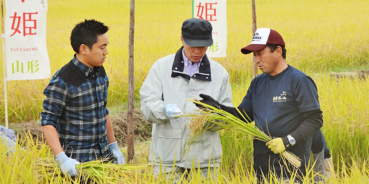 「旬房」の料理長とともにつや姫の稲刈りの画像