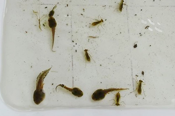 田んぼで見つけたオタマジャクシやヤゴ、ゲンゴロウ、タニシの画像