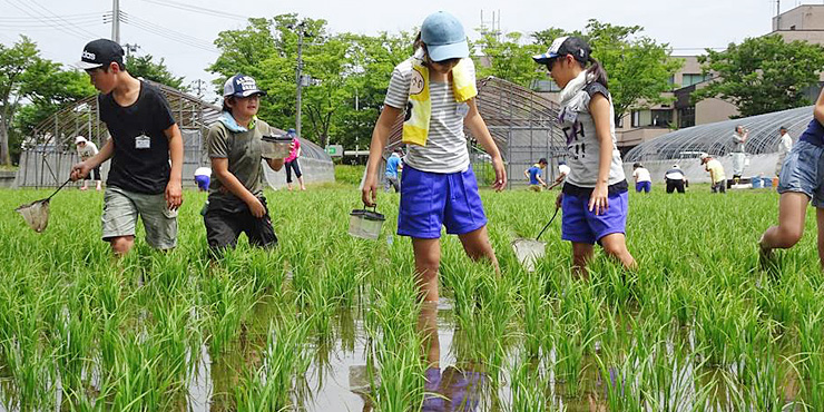 田んぼに入って生きものを探す小学生たちの画像