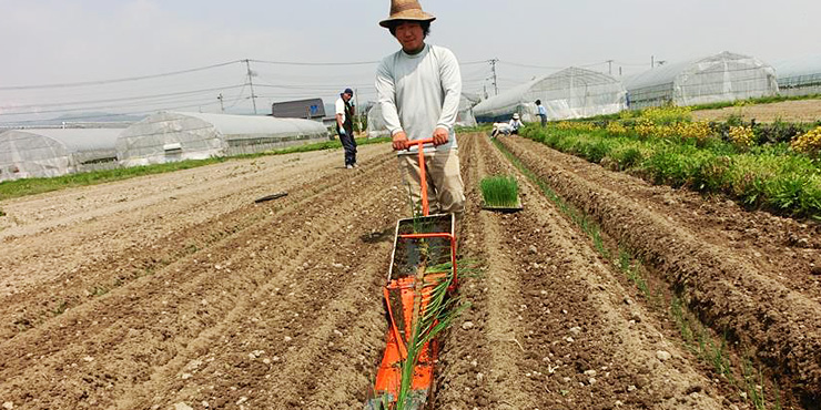 有機栽培野菜の実証試験の様子の画像