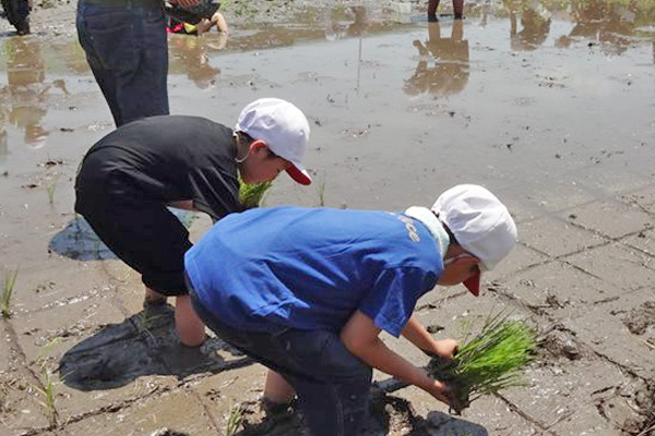 どろどろぬかるむ田んぼに入り初めて田植えをする子どもたちの画像