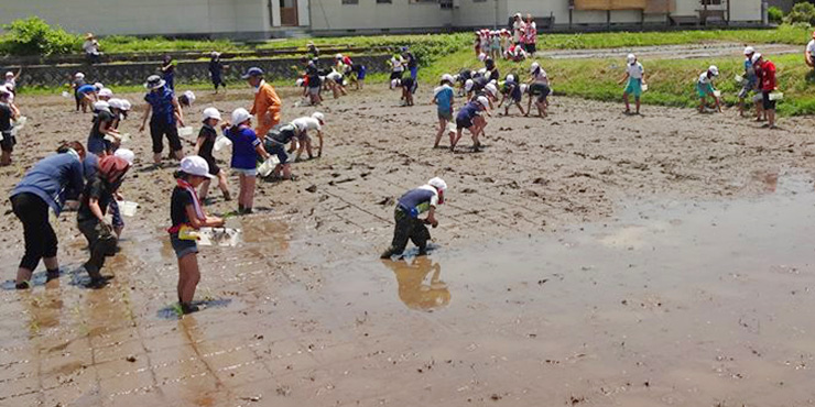 田植えする小学校の子どもたちの画像