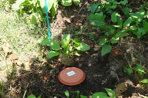 生きもの調査のための落とし穴トラップの画像