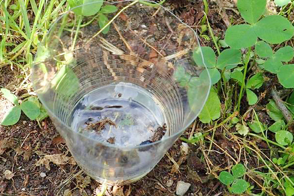 落とし穴トラップは水を入れたコップを地表に埋めるシンプルなもの
