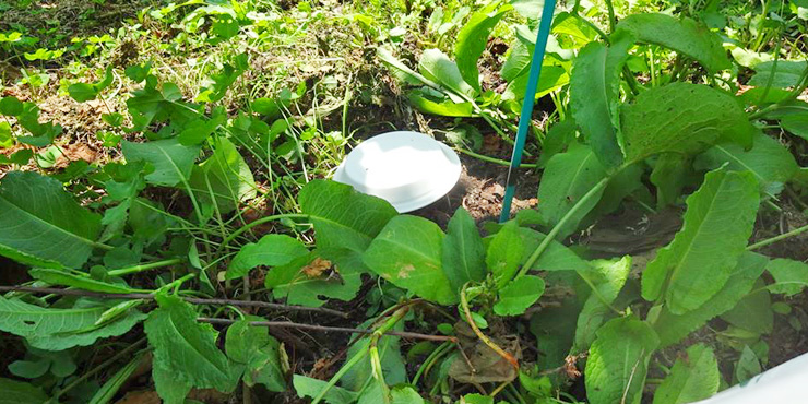 果樹IPM+交信攪乱剤の生物多様性保全効果の画像