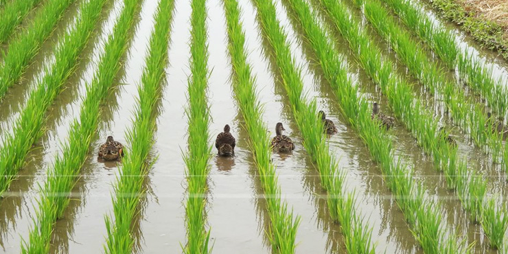 かも農法　田んほを泳ぐかもの画像