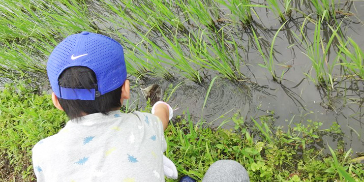 田んぼで生きものを探す子供たちの画像