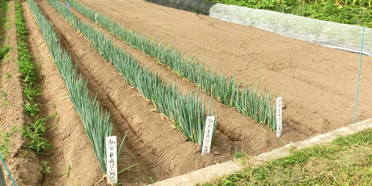 有機栽培ねぎ実証試験の畑の画像
