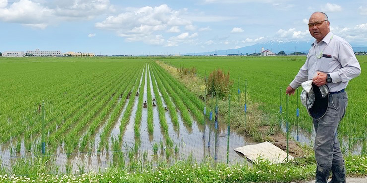 やまがた有機農業の匠の菅原誠一さんとカモ農法を行う田んぼの写真