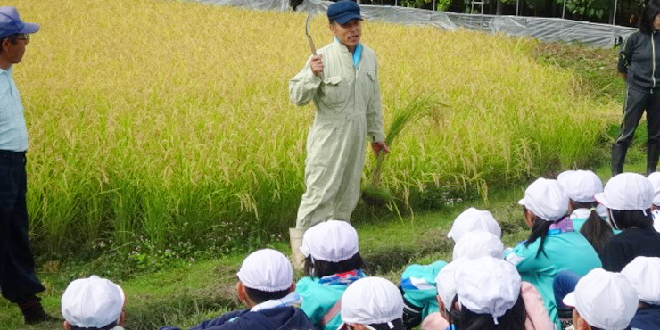 鎌で稲刈りをする和田小学校の子どもたちの様子
