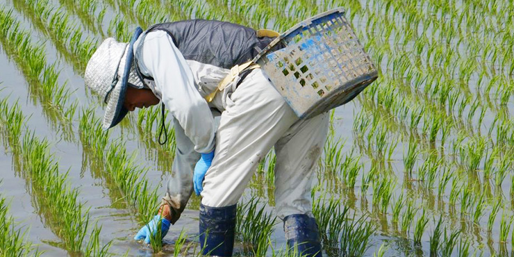 やまがた有機農業の匠 菅原 孝明さん