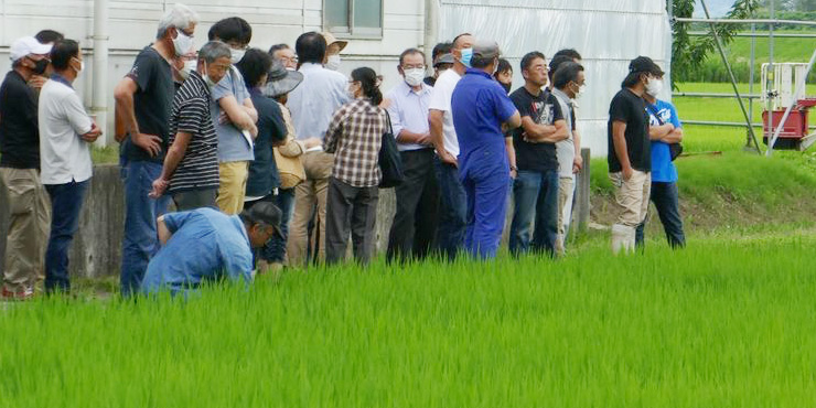 有機農業の圃場を見学する参加者の画像