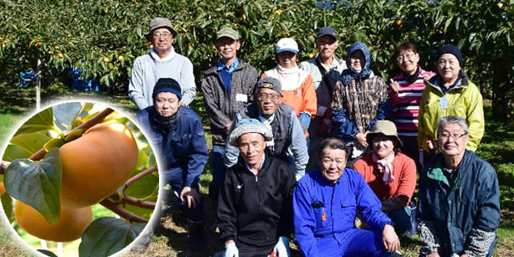 庄内柿収穫の援農事業