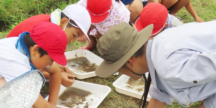 鶴岡市の田んぼの生き物調査